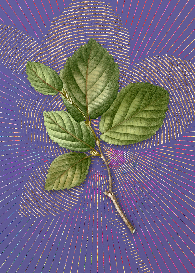 Vintage Witch Hazel Purple