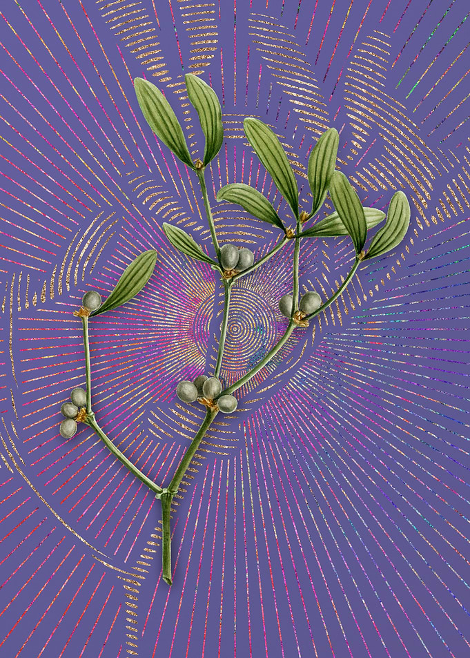 Viscum Album Branch Purple