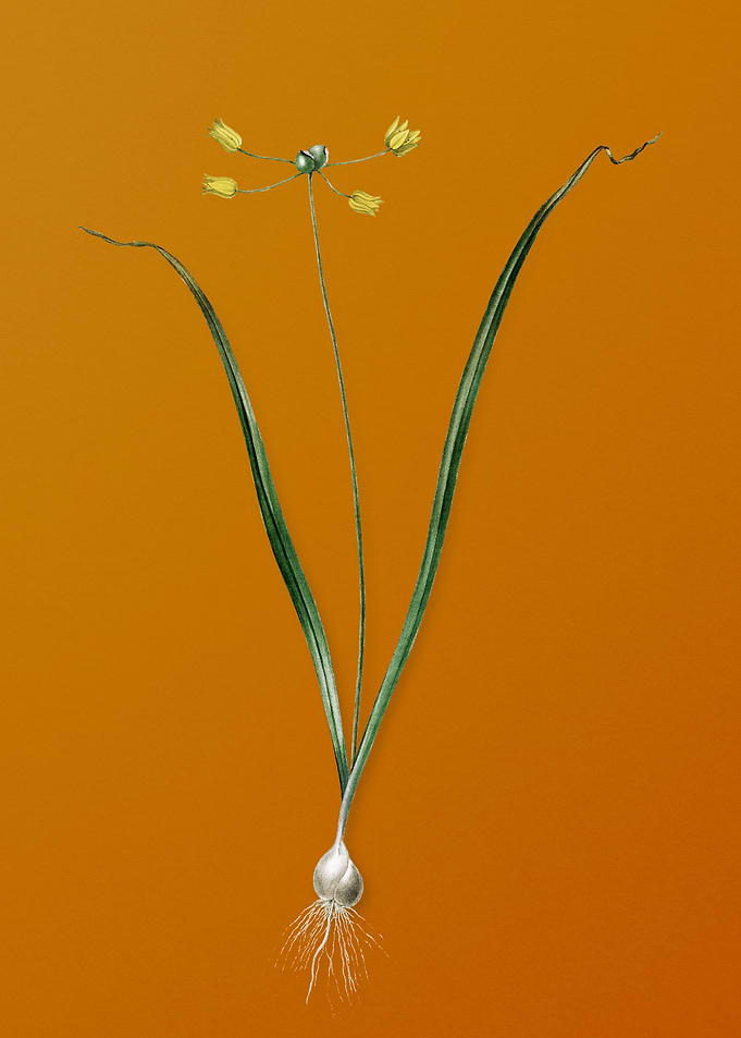 Allium Scorzonera Folium