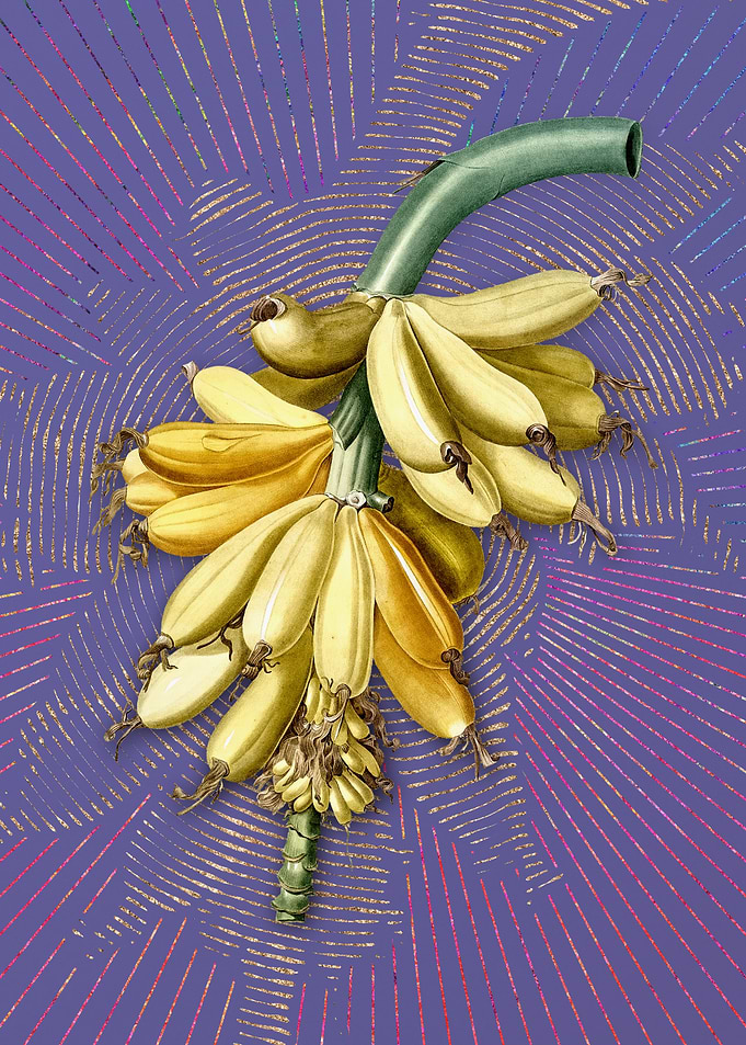 Violet Vintage Banana