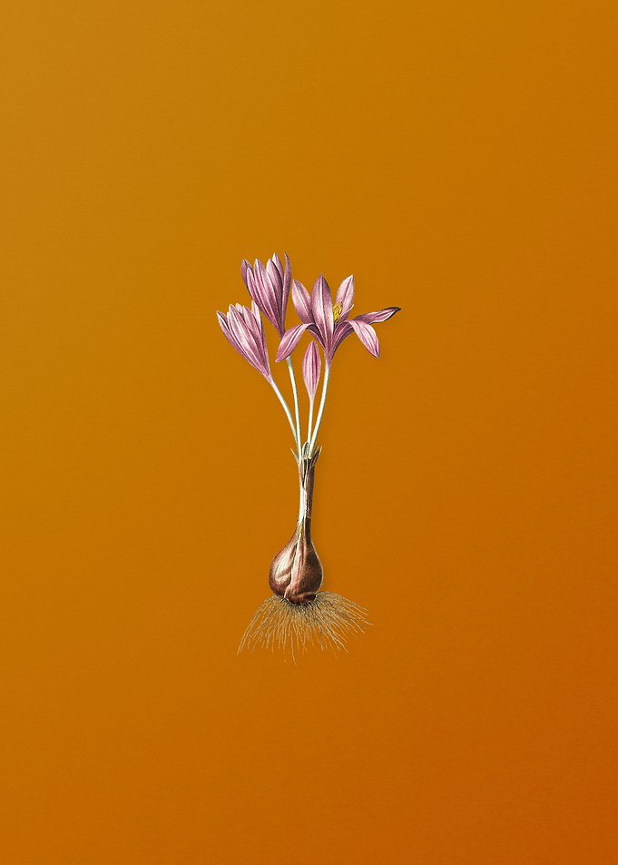 Vintage Autumn Crocus