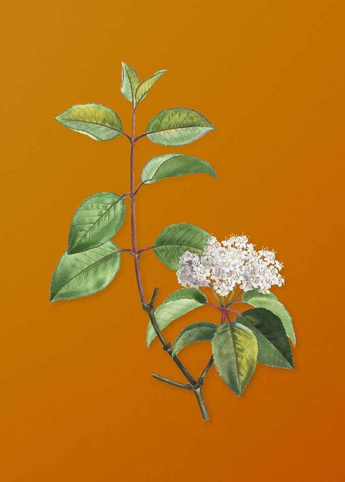 Vintage Black Haw Flower