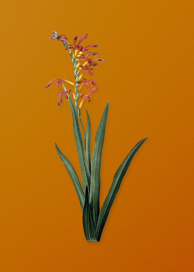 Antholyza Aethiopica
