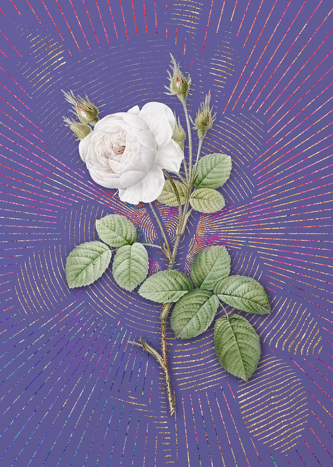 White Misty Rose Flora