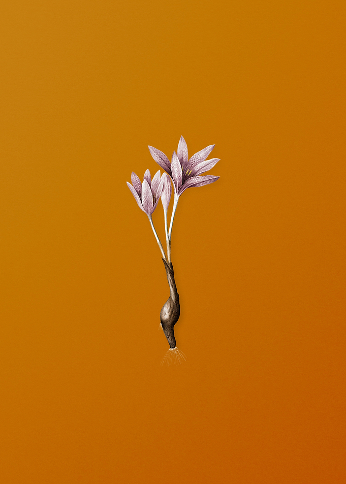 Vintage Autumn Crocus