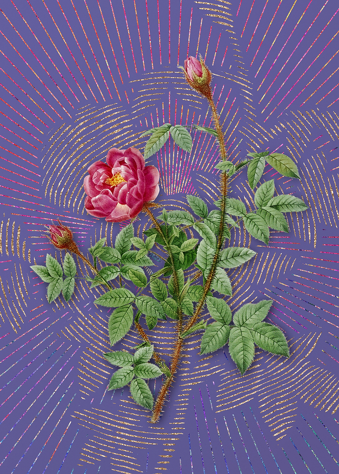 Violet Vintage Moss Rose
