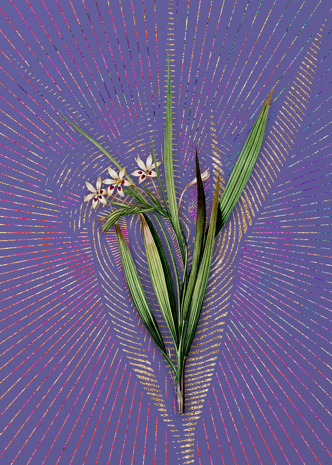 Violet White Baboon Root