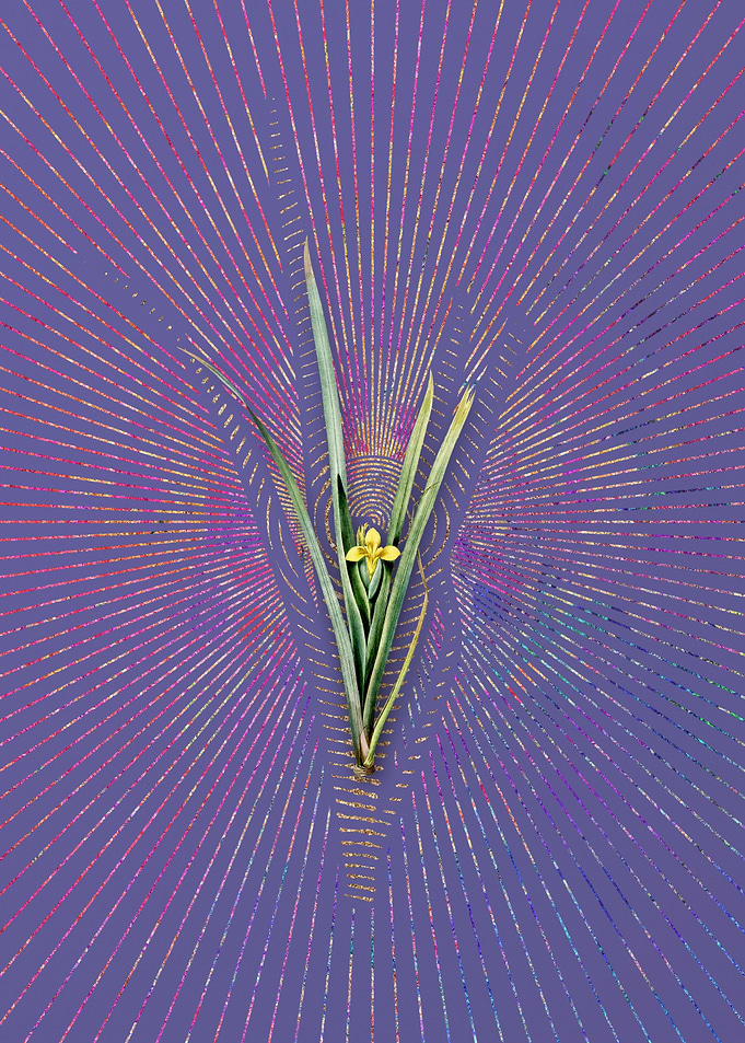 Vintage Yellow Iris Purple