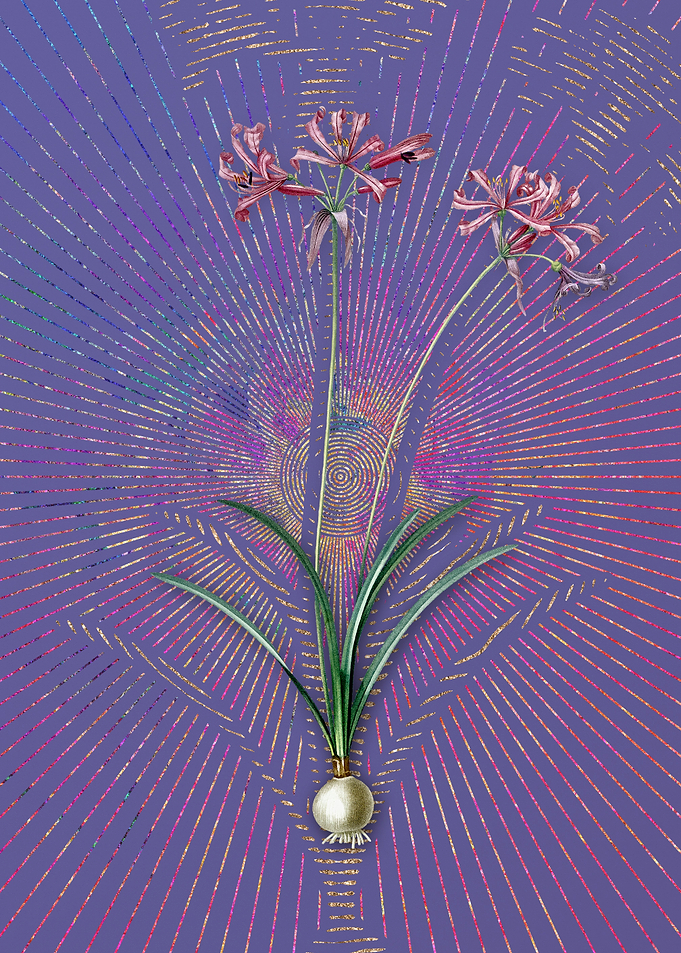 Violet Vintage Nerine