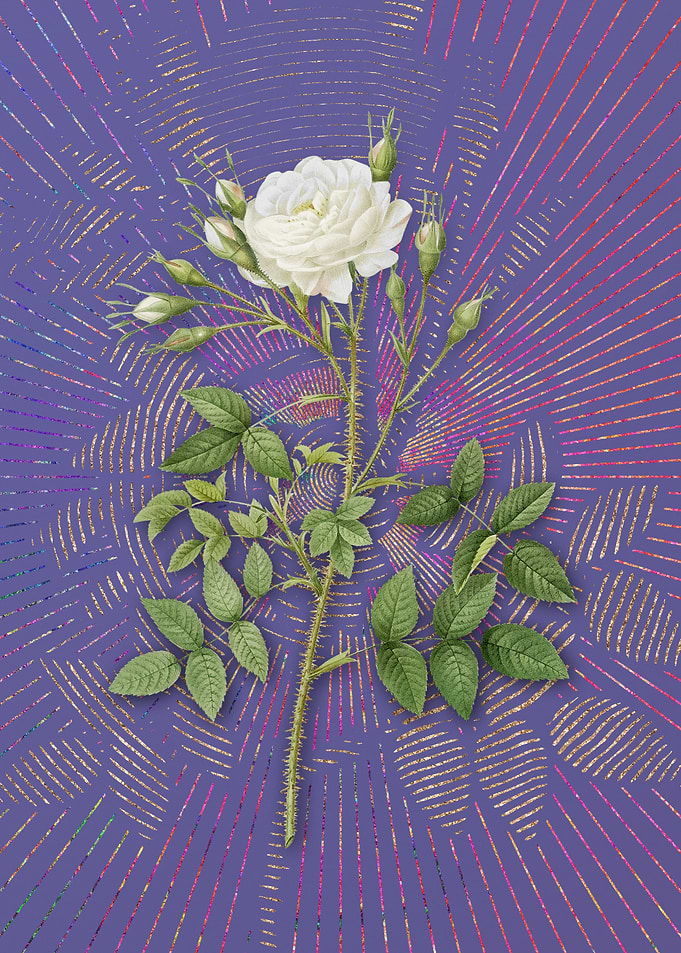 White Rose of Rosenberg