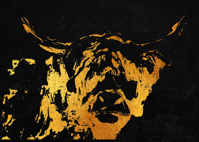 Highland Cow
