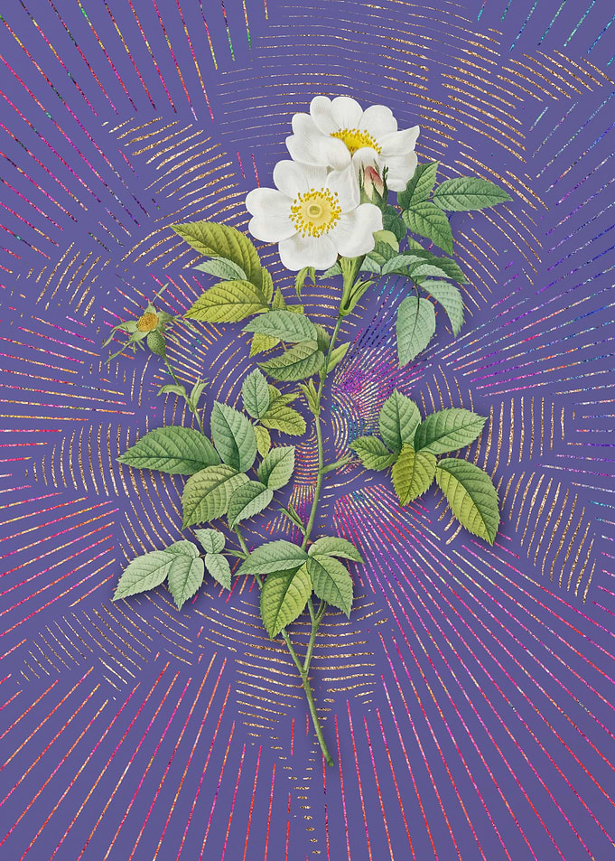 Violet White Anjou Roses