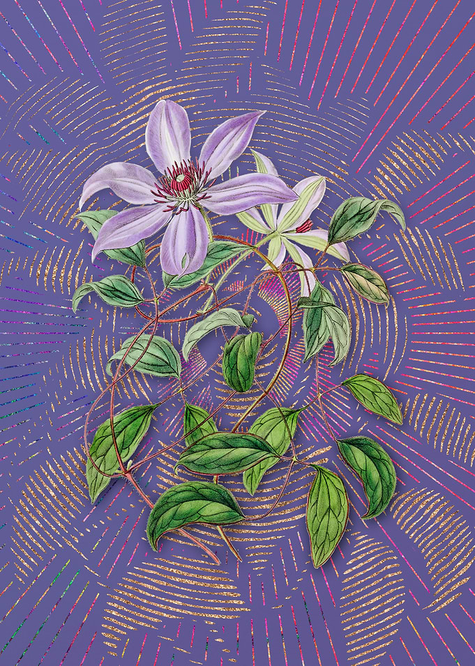 Violet Clematis Flower