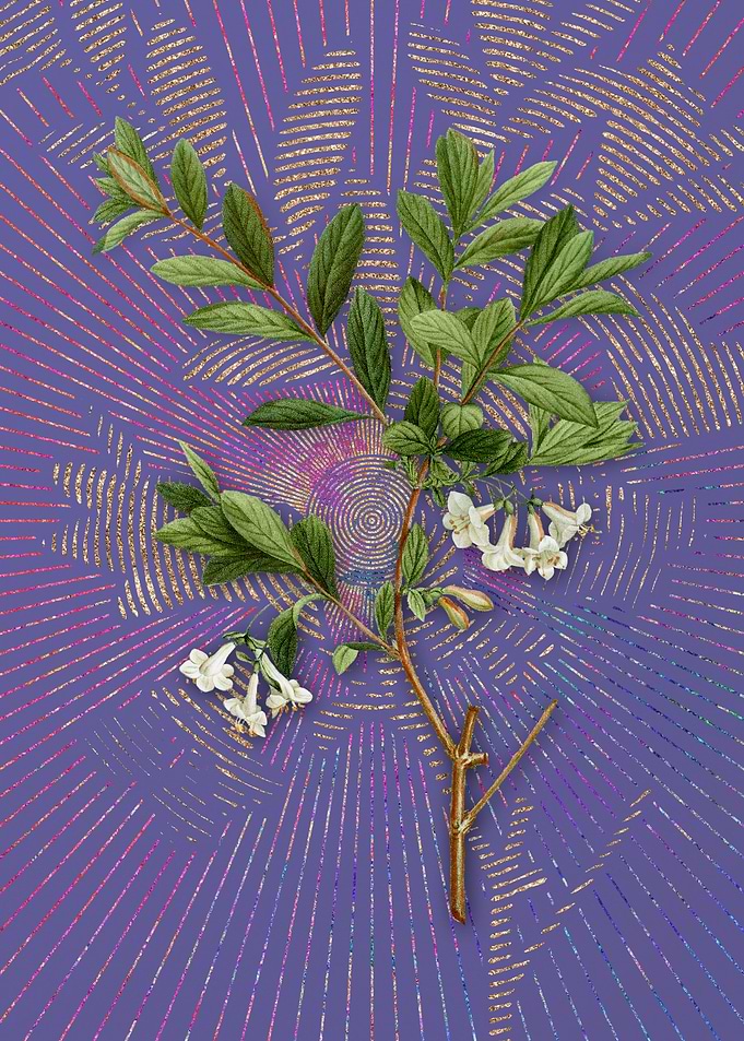 White Honeysuckle Plant