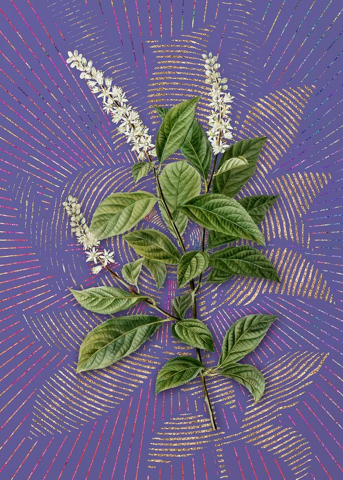 Virginia Sweetspire Purple