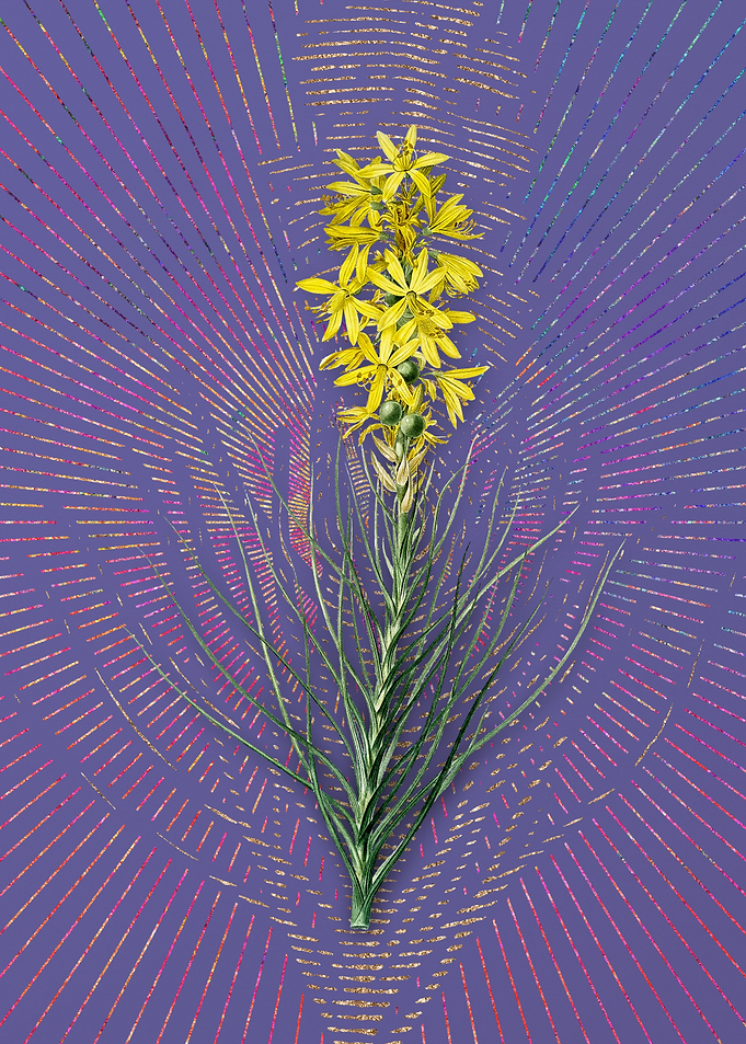 Yellow Asphodel Violet