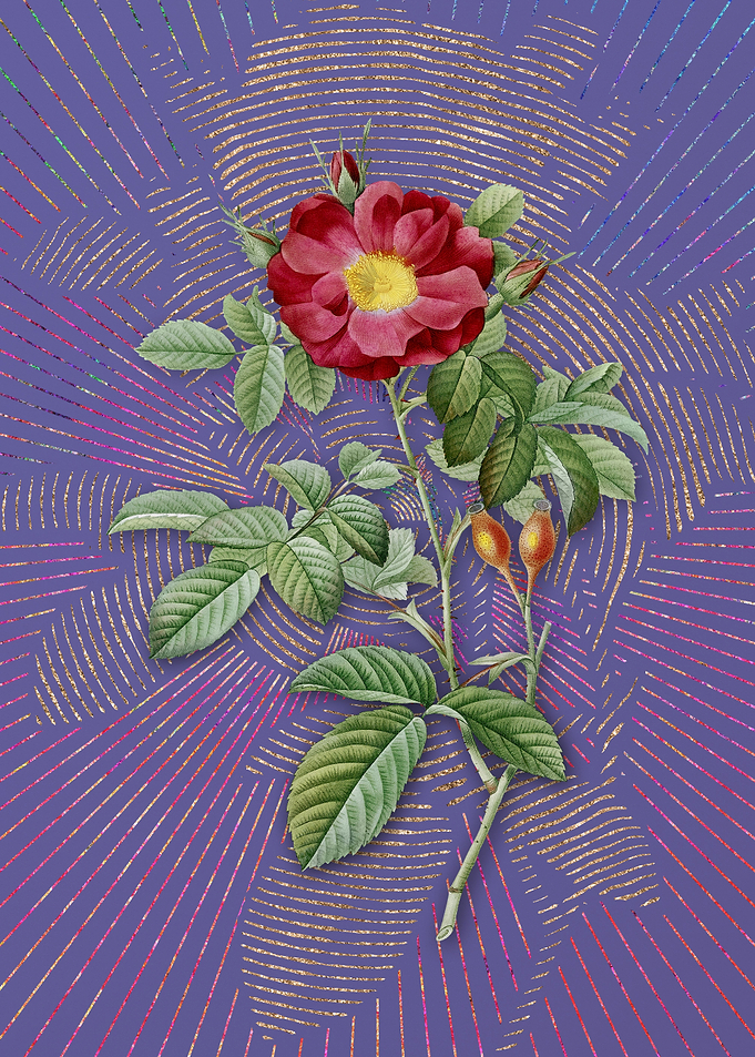 Violet Red Portland Rose