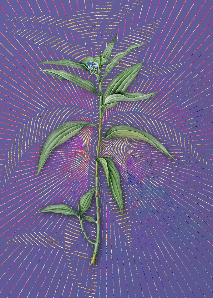 Violet Vintage Dayflower