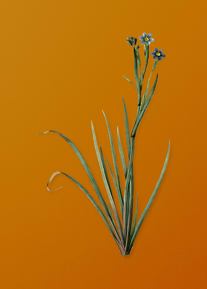 Vintage Bermudiana Flower