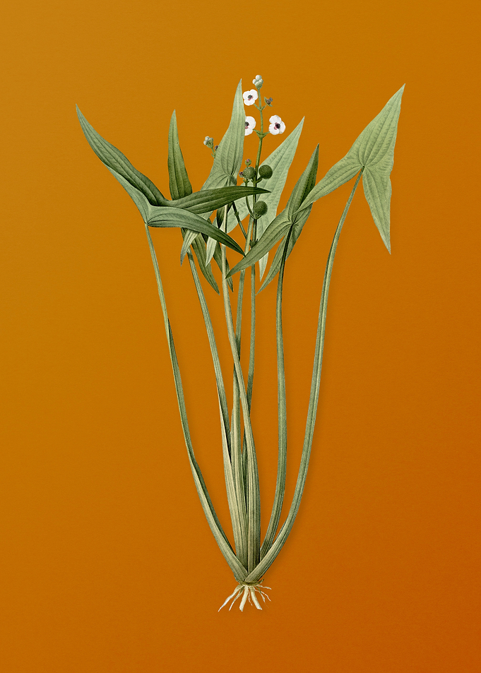 Vintage Arrowhead Flower