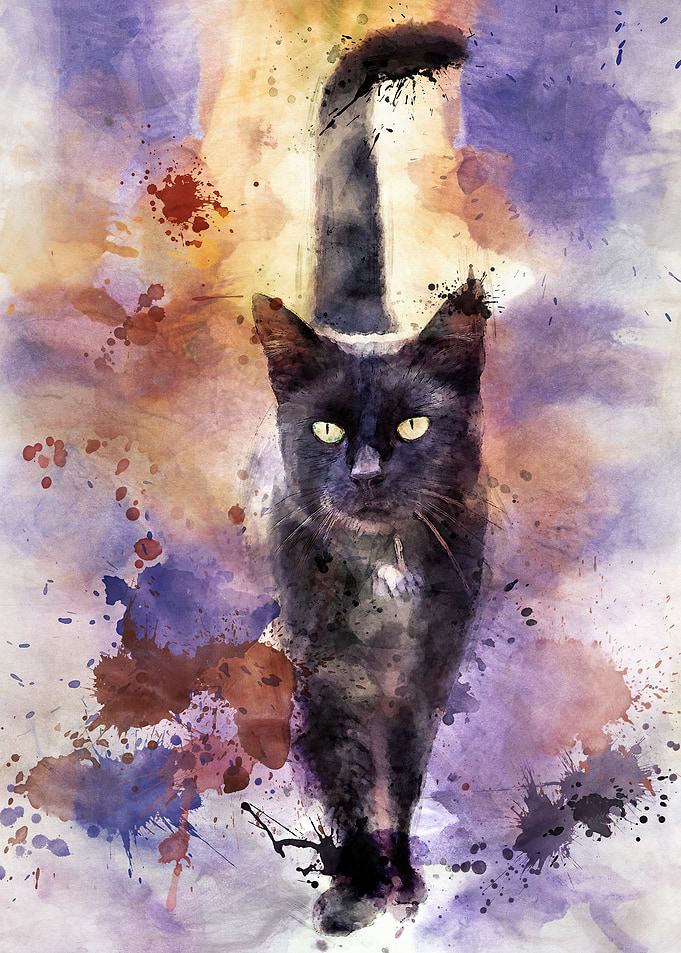 black cat
