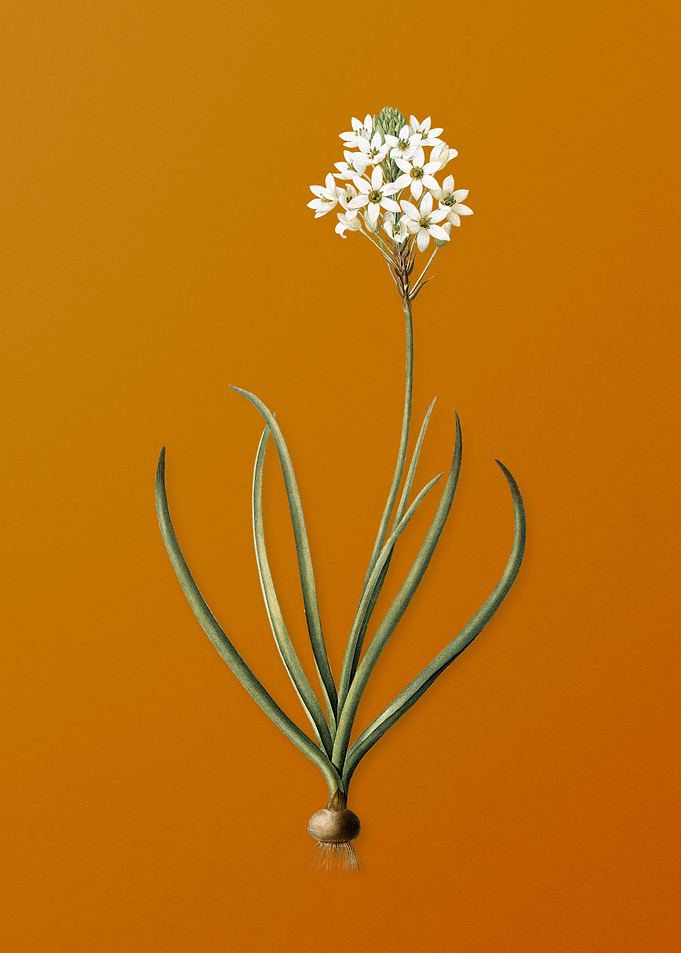 Vintage Arabian Starflower