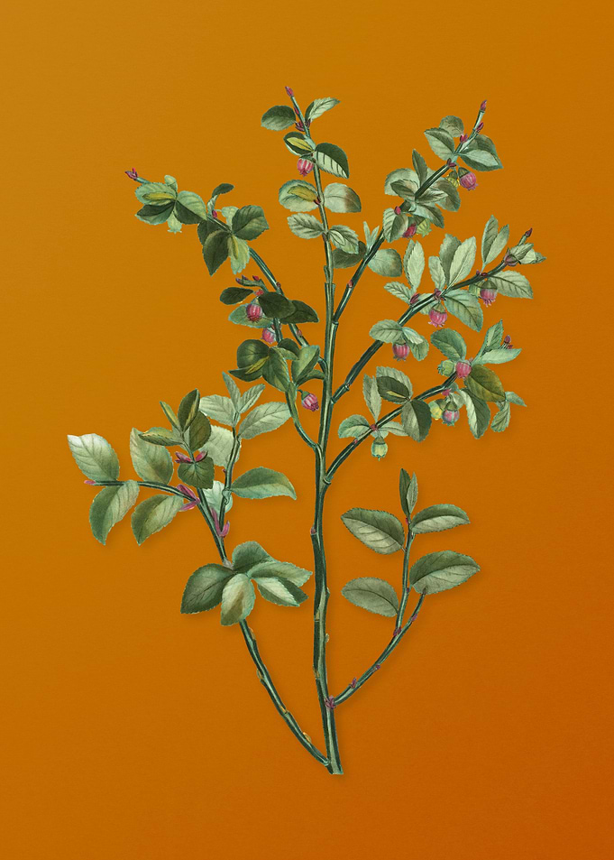 Vintage Bilberry Flower