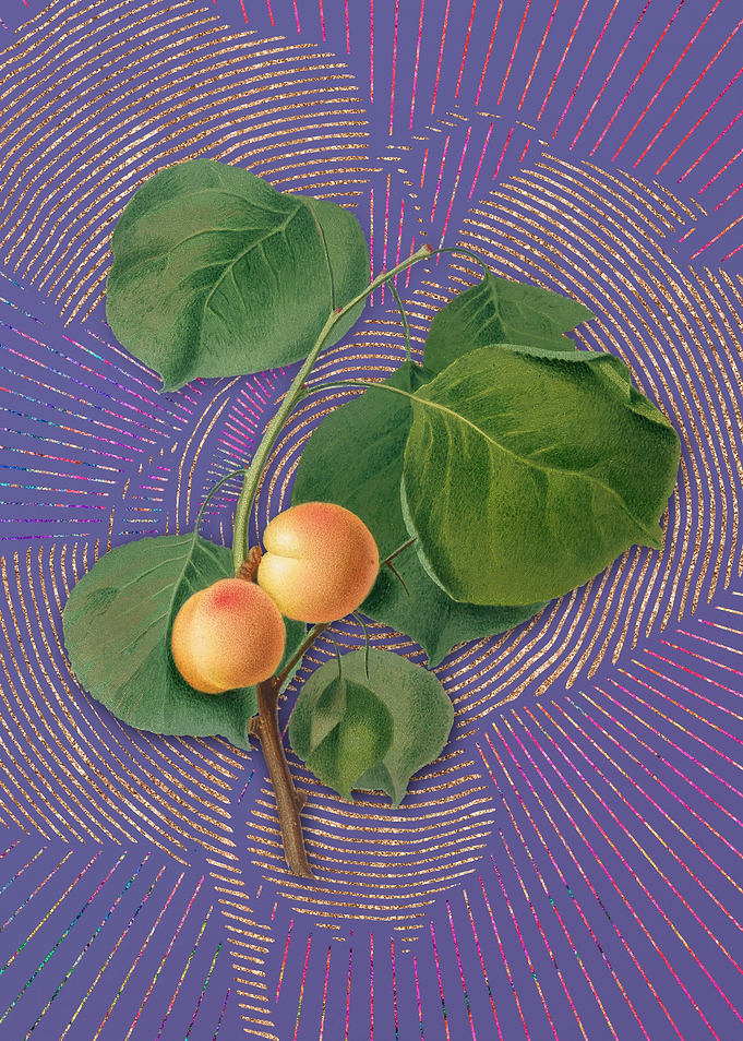 Yellow Apricot 1 Flora