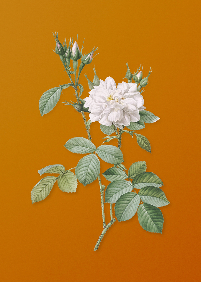 Vintage Autumn Damask Rose
