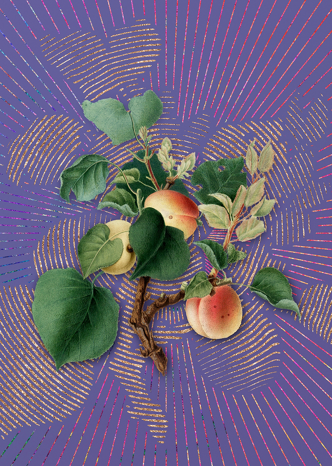 Violet Vintage Apricot 2