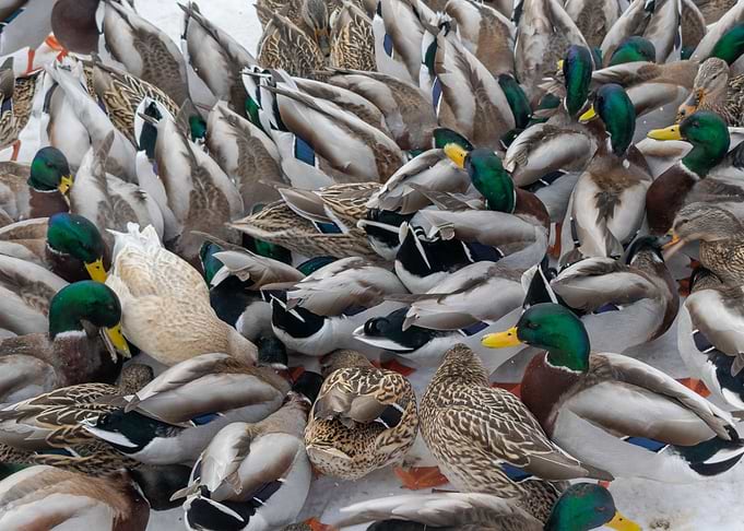 Ducks Ducks Everywhere