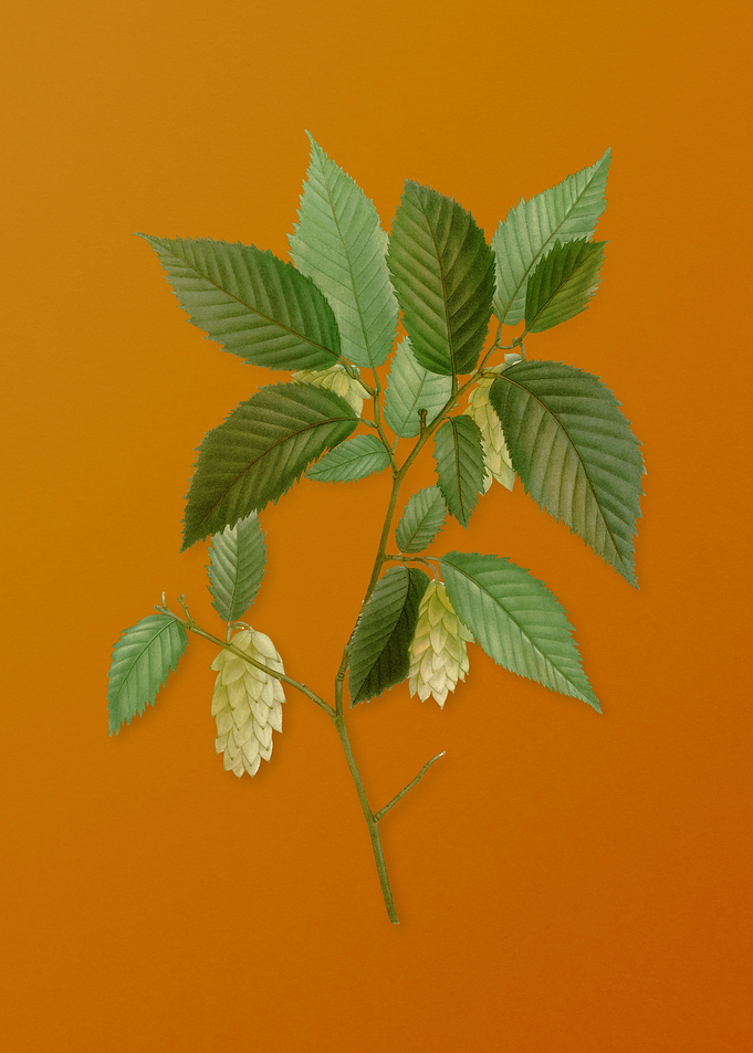 American Hophornbeam