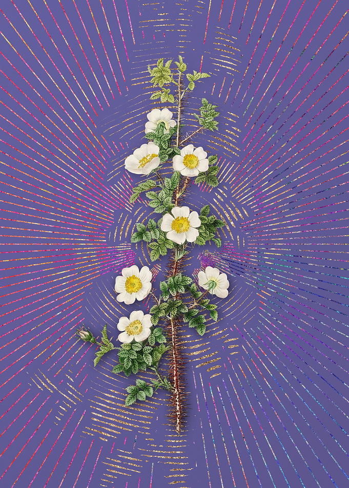 Violet Scotch Rose Bloom