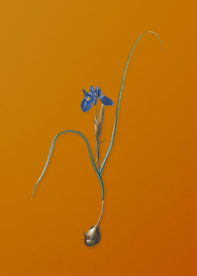 Vintage Barbary Nut Flower