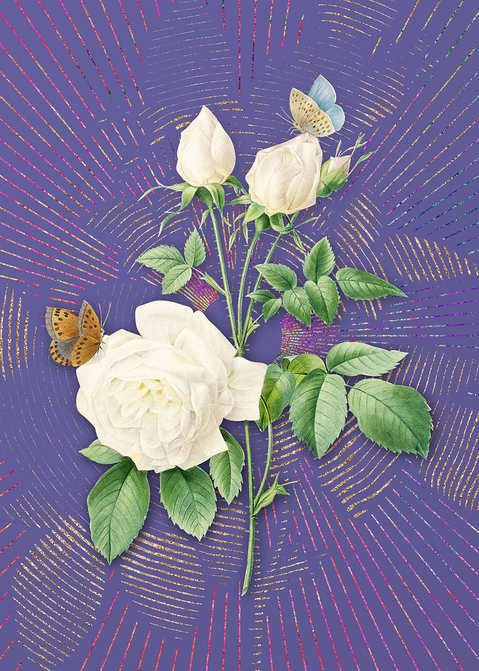 Violet White Bengal Rose