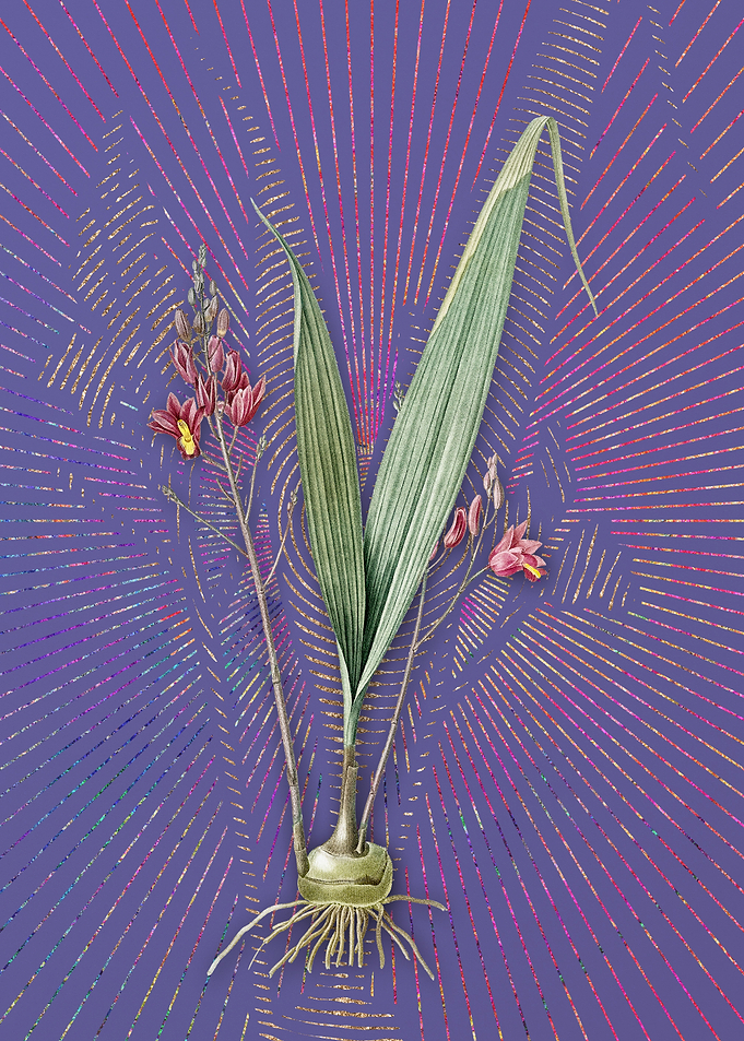 Violet Vintage Pine Pink