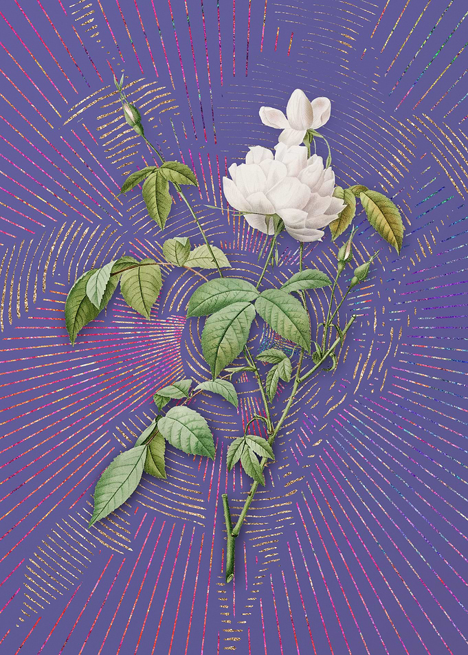 White Bengal Rose 2 Purple