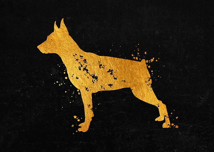 Pinscher
