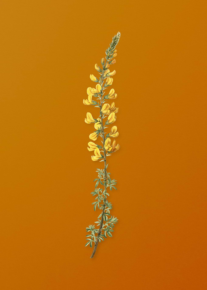 Vintage Adenocarpus Flower