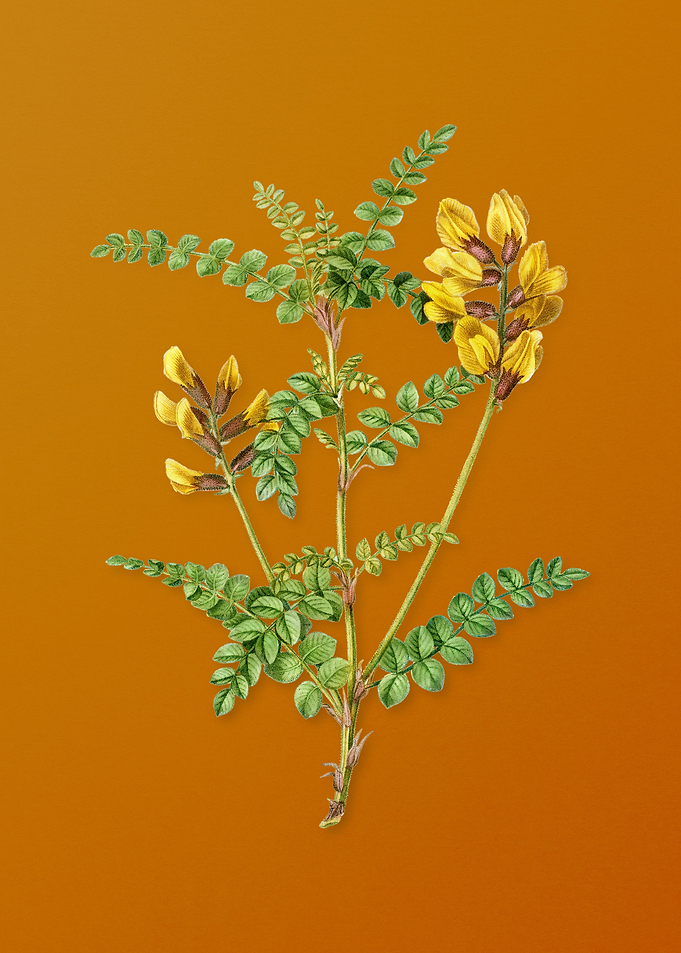 Calophaca Wolgarica Flower