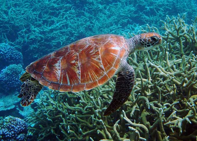 Sea Turtle Fish Underwater