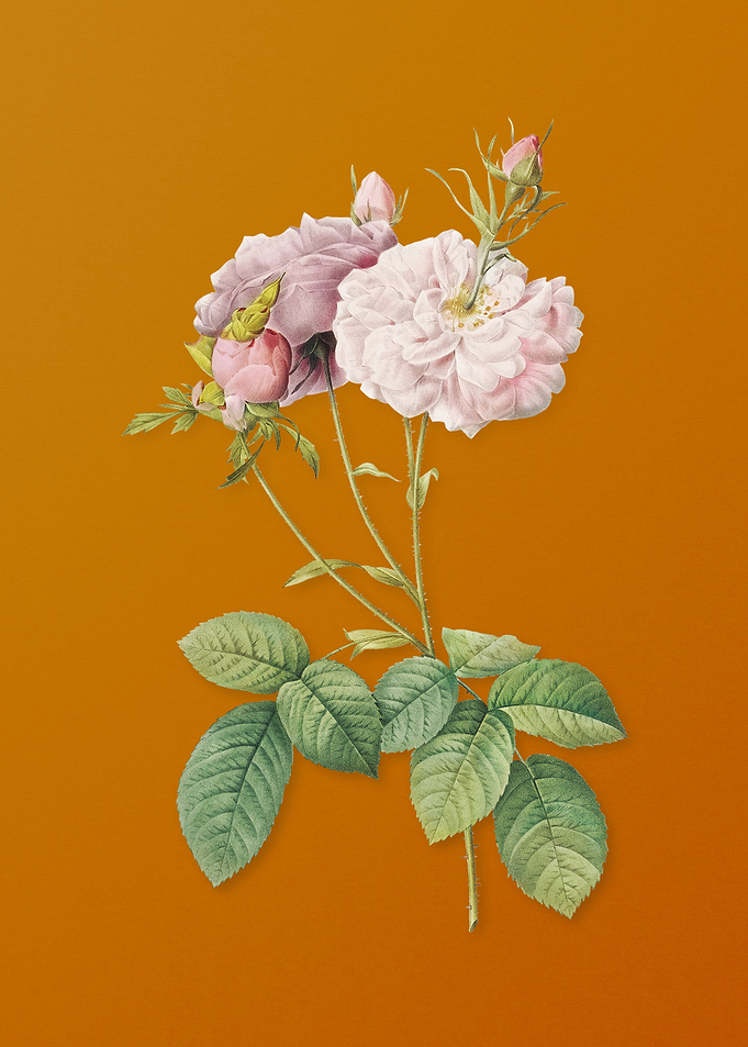 Vintage Damask Rose Flower