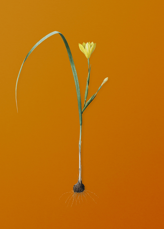 Vintage Cape Tulip Flower