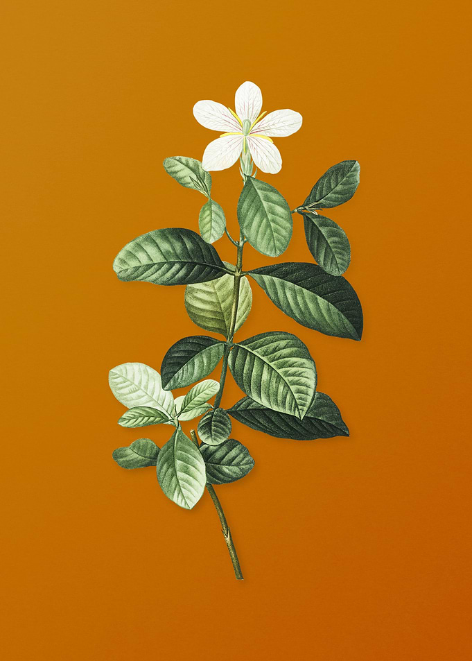 Vintage Gardenia Flower
