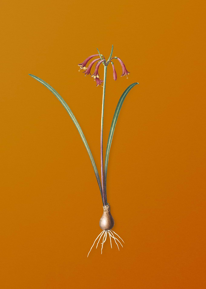 Vintage Brandlelie Flower