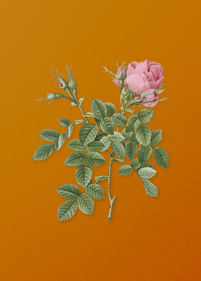 Vintage Dwarf Damask Rose