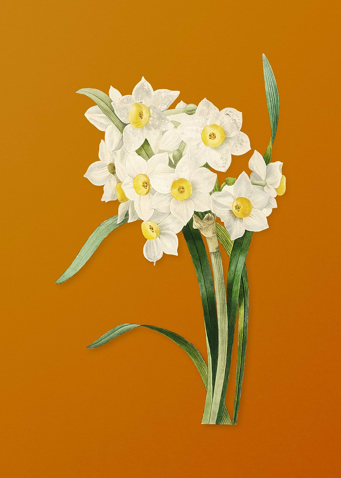 Bunch Flowered Daffodil