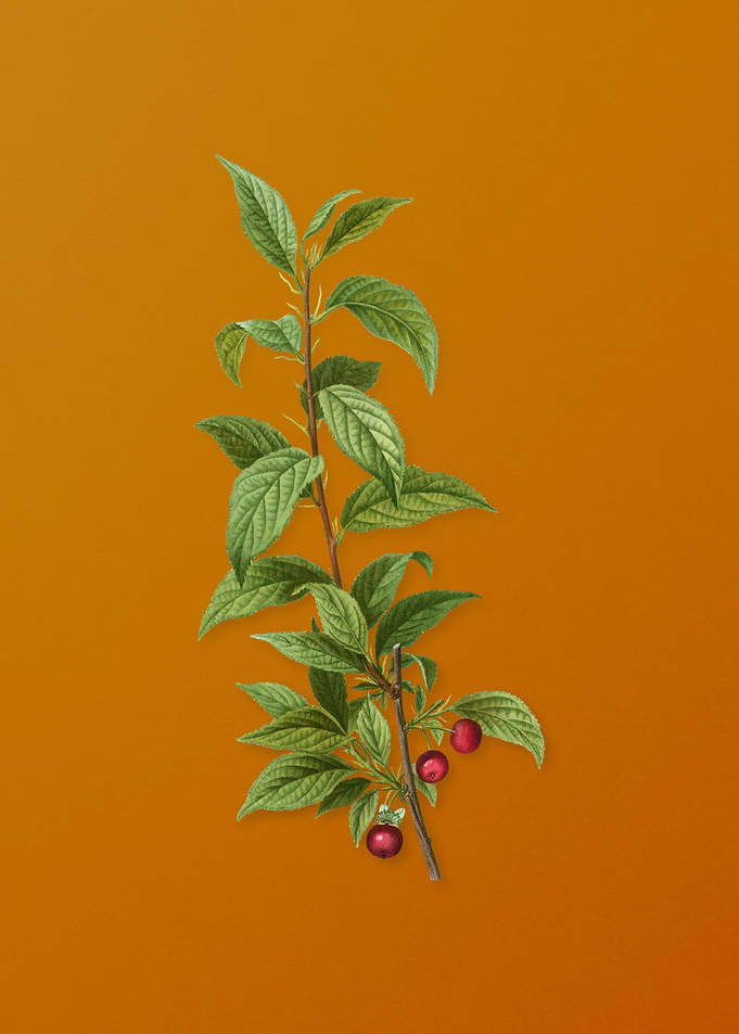 Vintage Cherry Flower