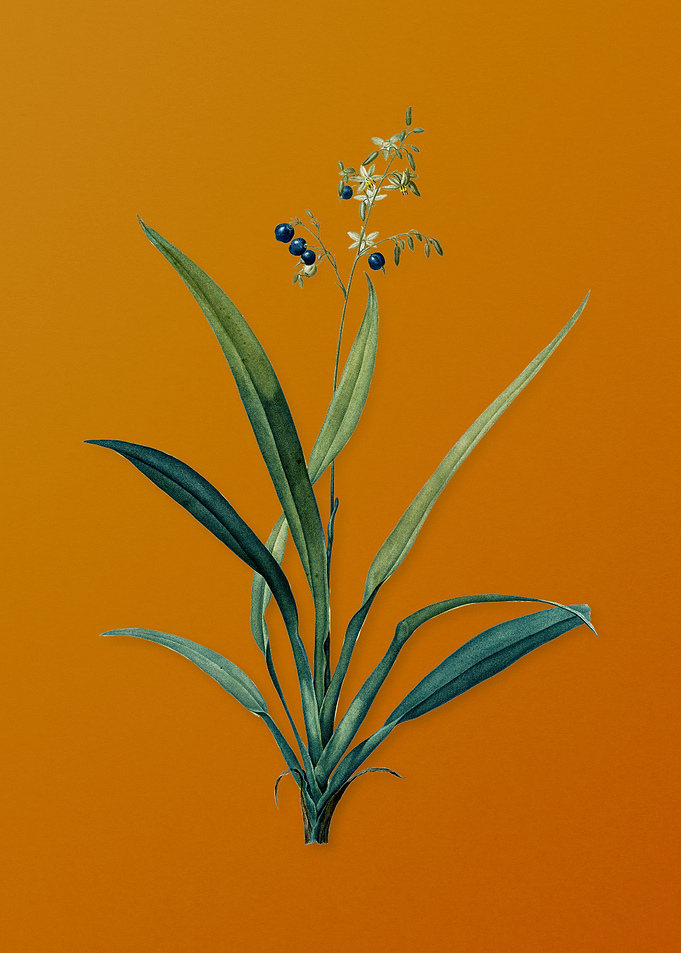 Vintage Flax Lilies Flower