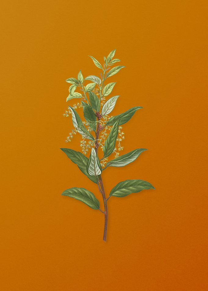 Vintage Evergreen Oak